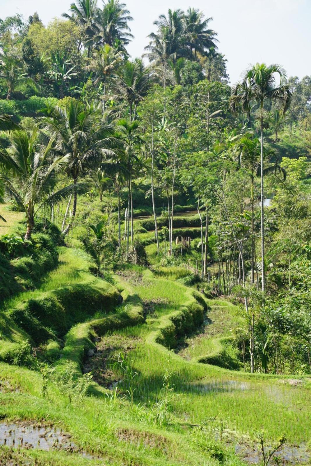 Tetebatu Indah Homestay Εξωτερικό φωτογραφία
