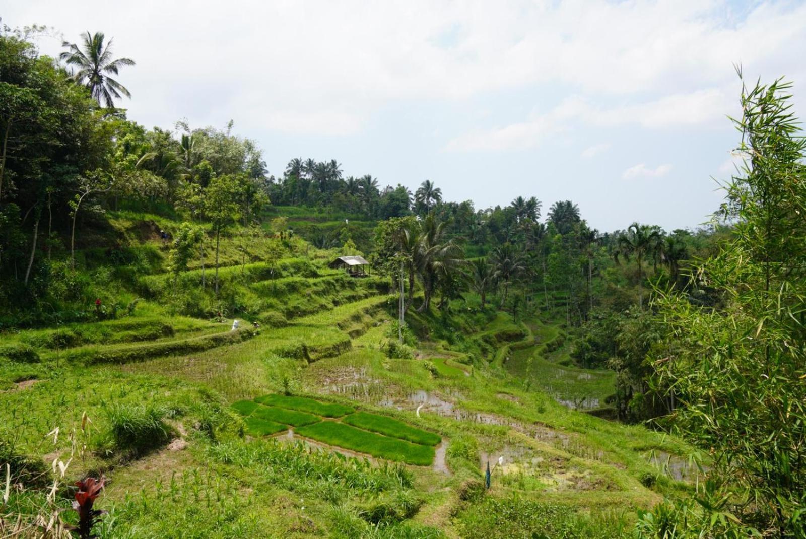 Tetebatu Indah Homestay Εξωτερικό φωτογραφία