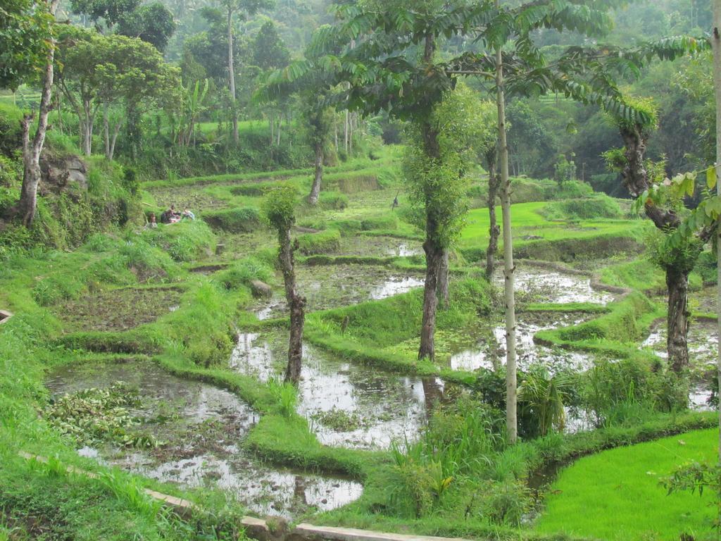 Tetebatu Indah Homestay Εξωτερικό φωτογραφία